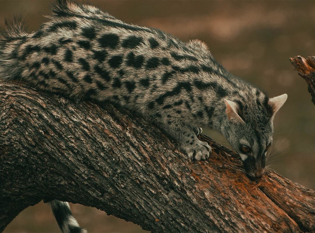 Gineta, armonia nocturna