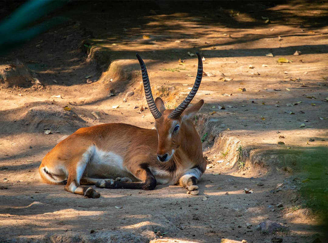 Lechwe rojo, el antílope de agua.