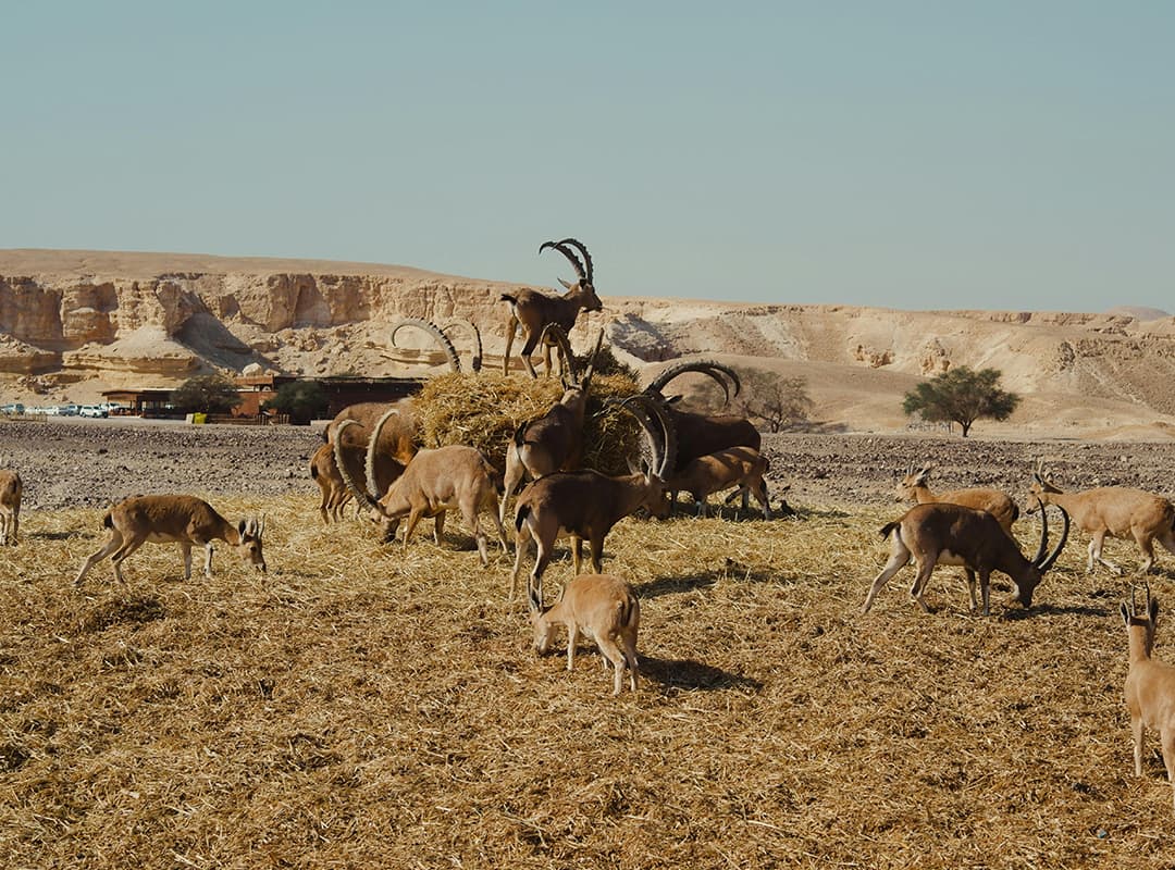 Waterbuck común o antilope acuatico