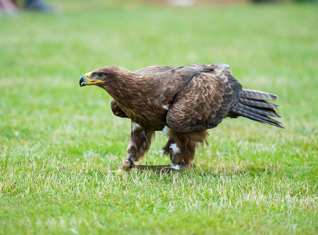 Aguila rapaz