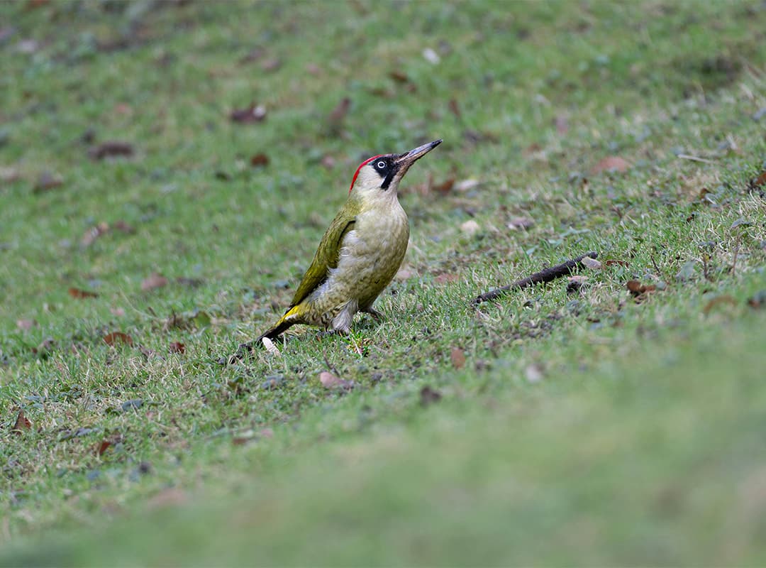 Pito real, el pajaro carpintero